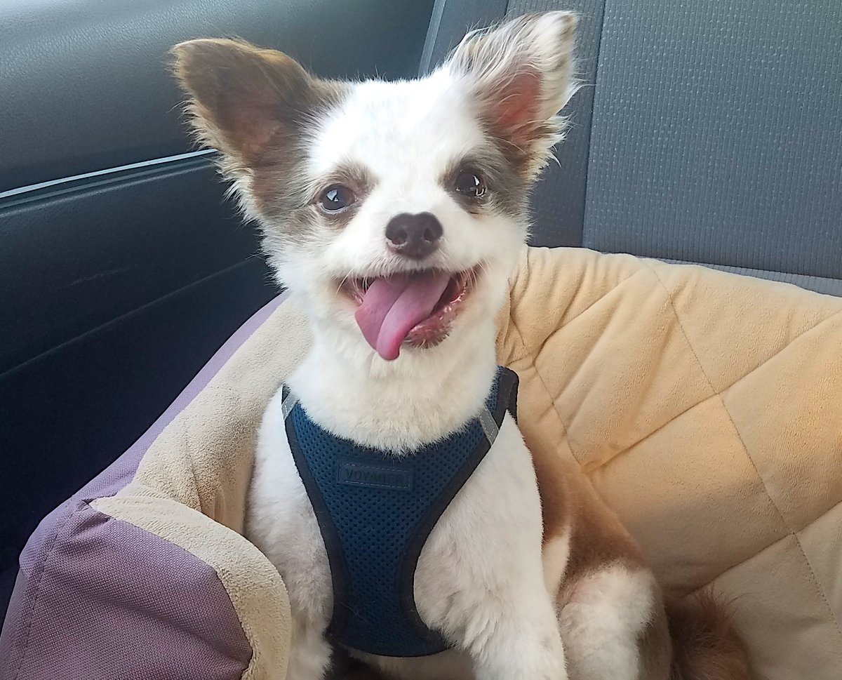 CharliePawsUp's tweet photo. 🎉HAPPY #TongueOutTuesday !
My bestest 😛 happen in my car seat...
In my car seat, Me &amp; Mama go on Adventures!
In my car seat, we might stop for turkey sammiches or ice cream!🎉
In my car seat, Me &amp; Mama sing &amp; laugh &amp; feel da joy!
🥳 My Happy Place!
RETWEET😁❤️🐶
#dogsoftwitter https://t.co/9Rdq5mWtQa