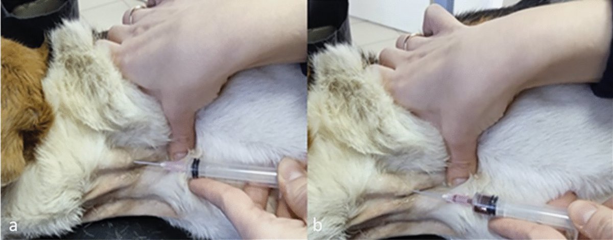 Journal Ultrasound tweet media