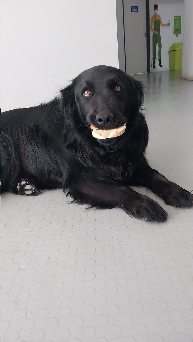 La Gorda de la oficina se robo una tostada con la impunidad que la caracteriza