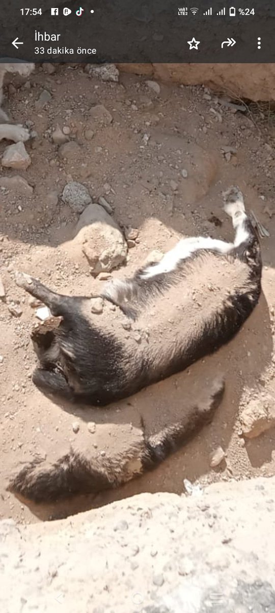 Tumyad4's tweet photo. Mahallenin baktığı köpek Niğde belediyesine ait barınağın etrafında açılan çukurda ölü bulunuyor, barınağın çevresinde  yüzlerce köpeğe ait toplu mezarlar var.

Zalimsin insanoğlu.

#NiğdedeKatliamVar https://t.co/dByCHuWP72
