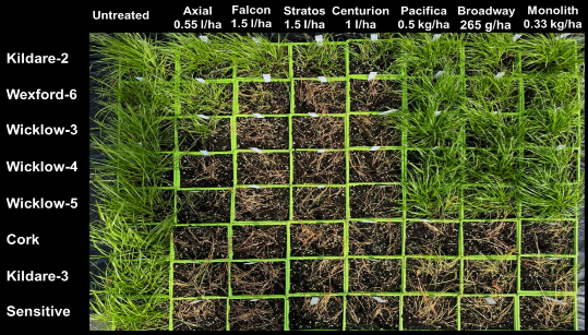 UPLCorp_UK's tweet photo. Dr. Vijaya Bhaskar’s latest research at Teagasc Oak Park uncovers complex herbicide resistance in grass weeds. Key findings show rising resistance in blackgrass & Italian ryegrass. Get the latest tips here: https://t.co/eQC4cJHtPs
#UPL #NPP #CenturionMax #grassweed #blackgrass https://t.co/SiVs9bgskt