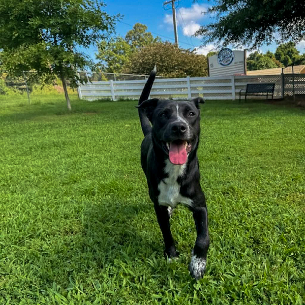 GvlAnimalCare's tweet photo. This week's #TeamFavoriteTuesday is SUSHI 🍣 

Meet Sushi, a bundle of energy and affection! This playful pup adores treats and will sit on command for a tasty reward. His love for toys is matched only by his enthusiasm for playing with you! Meet Sushi at the shelter TODAY! https://t.co/RNLoXaQLpi