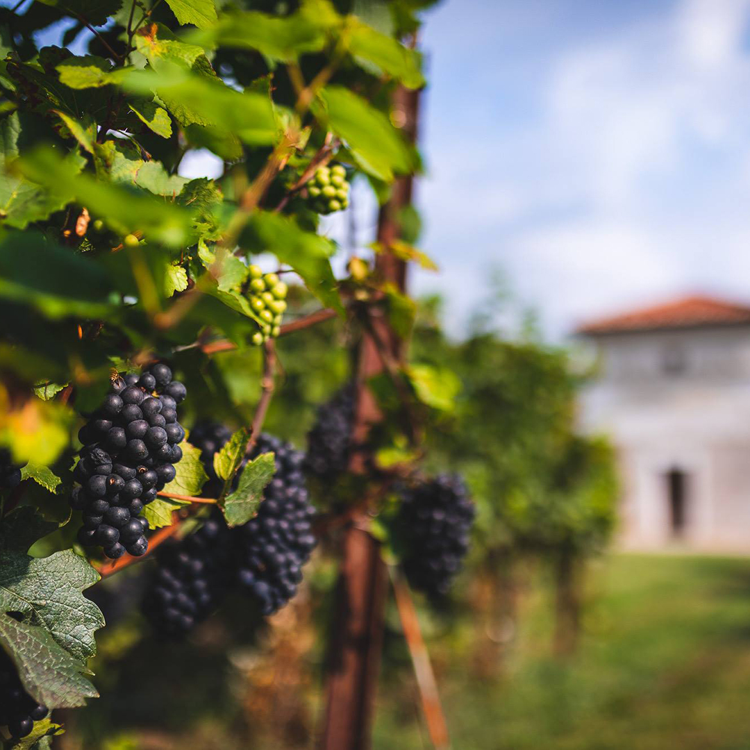 Do you know why Berlucchi's most precious vineyard is called Brolo?⁠ Brolo, a word once widespread in Northern Italy and Tuscany, means a walled garden. Today, within the Brolo, Pinot Noir grapes are grown for Berlucchi's finest wines.⁠