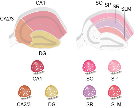 Eva Kaulich (@evakaulich) on Twitter photo How do different neuronal populations and compartments determine molecular and synaptic diversity? Check out our collaborative effort for parallel transcriptomic and proteomic profiling of the hippocampus! <a href="/erin_schuman/">Erin schuman</a> Lab at <a href="/MpiBrain/">MPI for Brain Research</a> <a href="/biorxiv_neursci/">bioRxiv Neuroscience</a> How do different neuronal populations and compartments determine molecular and synaptic diversity? Check out our collaborative effort for parallel transcriptomic and proteomic profiling of the hippocampus! <a href="/erin_schuman/">Erin schuman</a> Lab at <a href="/MpiBrain/">MPI for Brain Research</a> <a href="/biorxiv_neursci/">bioRxiv Neuroscience</a>