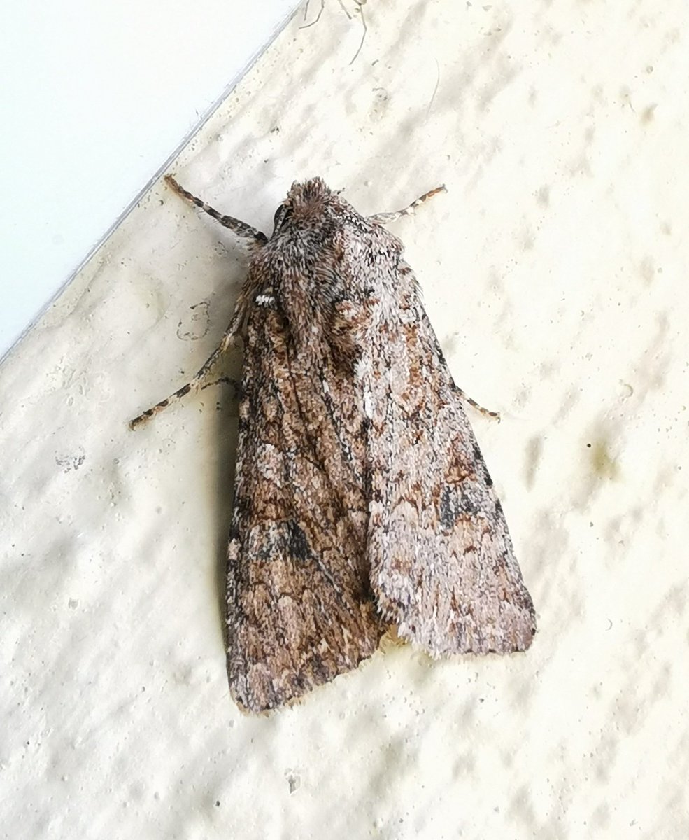 I found this moth at <a href="/Flag_Fen/">Flag Fen Archaeology Park</a> but am struggling to put a name to it, I've narrowed it down to Dusky or Dark Brocade, but can't decide which 🤔 Tis the same moth in both pics but it has more intense lighting in the 2nd, any one able to ID? <a href="/MOTHIDUK/">UK Moth Identification</a> <a href="/BritishMoths/">British Moths</a> #mothid #moths