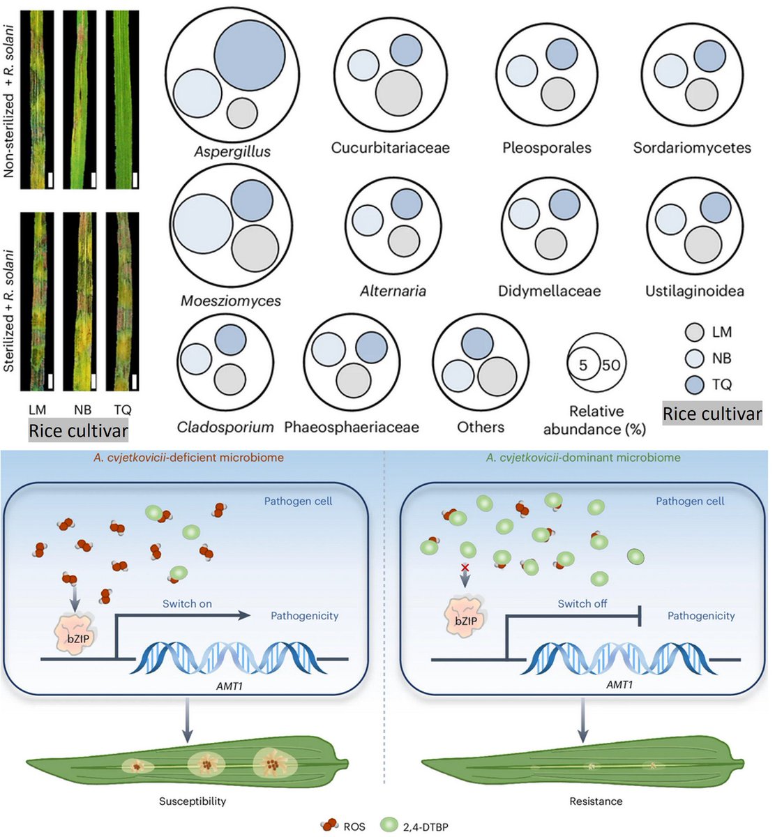 Mengcen Wang 王蒙岑 (@mcwzju) on Twitter photo Chemical signalling in the phyllosphere microbiome—an overlooked transcriptional switch governing fungal pathogenicity?Let‘s find out in our new paper <a href="/NatureMicrobiol/">Nature Microbiology</a>
Thanks for collaboration @Tomi <a href="/GBerg_ubt/">Gabriele Berg</a> <a href="/xiaoyuliu513/">xiaoyu</a> <a href="/Herry_Hongda/">Hongda Fang</a>
nature.com/articles/s4156… Chemical signalling in the phyllosphere microbiome—an overlooked transcriptional switch governing fungal pathogenicity?Let‘s find out in our new paper <a href="/NatureMicrobiol/">Nature Microbiology</a>
Thanks for collaboration @Tomi <a href="/GBerg_ubt/">Gabriele Berg</a> <a href="/xiaoyuliu513/">xiaoyu</a> <a href="/Herry_Hongda/">Hongda Fang</a>
nature.com/articles/s4156…