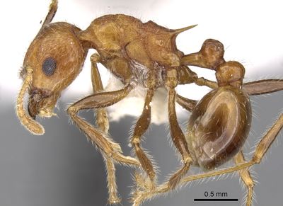 GRC Venom (@grcvenom) on Twitter photo Ashvriya Thapa (@ashvriyaT) is a a final-year PhD student in the Vetter lab <a href="/IMBatUQ/">Institute for Molecular Bioscience</a>!
Their talk "The Ant Venom Peptide, Ta3a Modulates the Voltage-Gated Sodium Channel, NaV1.7: Exploring Charges and Ionic Gradients" is in our Function and Characterization Session #GRSVenom24 Ashvriya Thapa (@ashvriyaT) is a a final-year PhD student in the Vetter lab <a href="/IMBatUQ/">Institute for Molecular Bioscience</a>!
Their talk "The Ant Venom Peptide, Ta3a Modulates the Voltage-Gated Sodium Channel, NaV1.7: Exploring Charges and Ionic Gradients" is in our Function and Characterization Session #GRSVenom24