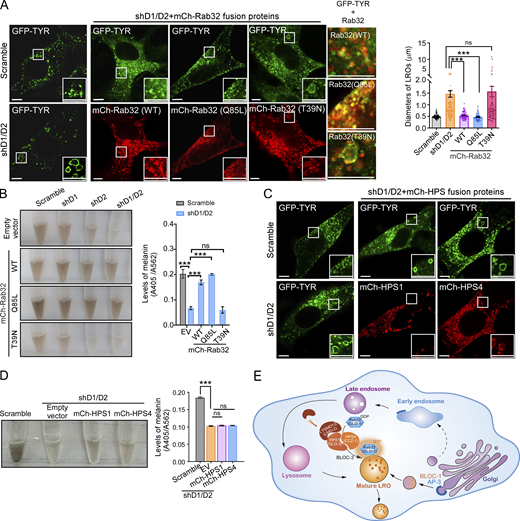 JCellBiol's tweet photo. LYSMD proteins promote activation of Rab32-family #GTPases for #lysosome-related organelle biogenesis, say Jinglin Li, Qiuyuan Yin, Mei Yang, Chonglin Yang et al. (Yunnan University) https://t.co/kAkbEKabtw
#organelles #traficking https://t.co/uCNgVb5img