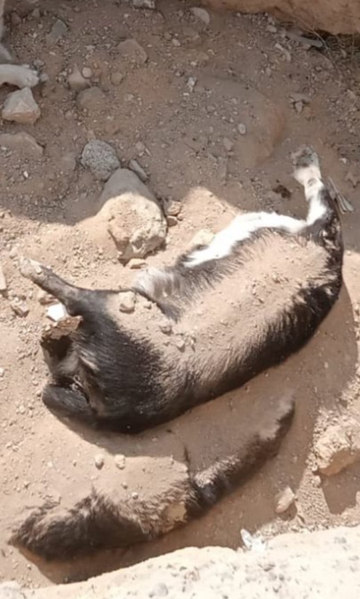 Bu canların hesabı bu dünya da verilmeyebilir ama öbür taraftaki yargı karşısında napıcaksınız çok merak ediyorum.Vicdan Allahın verdiği en ruhani duygu. Nasibini almamış olanlara ne söylesek boş.