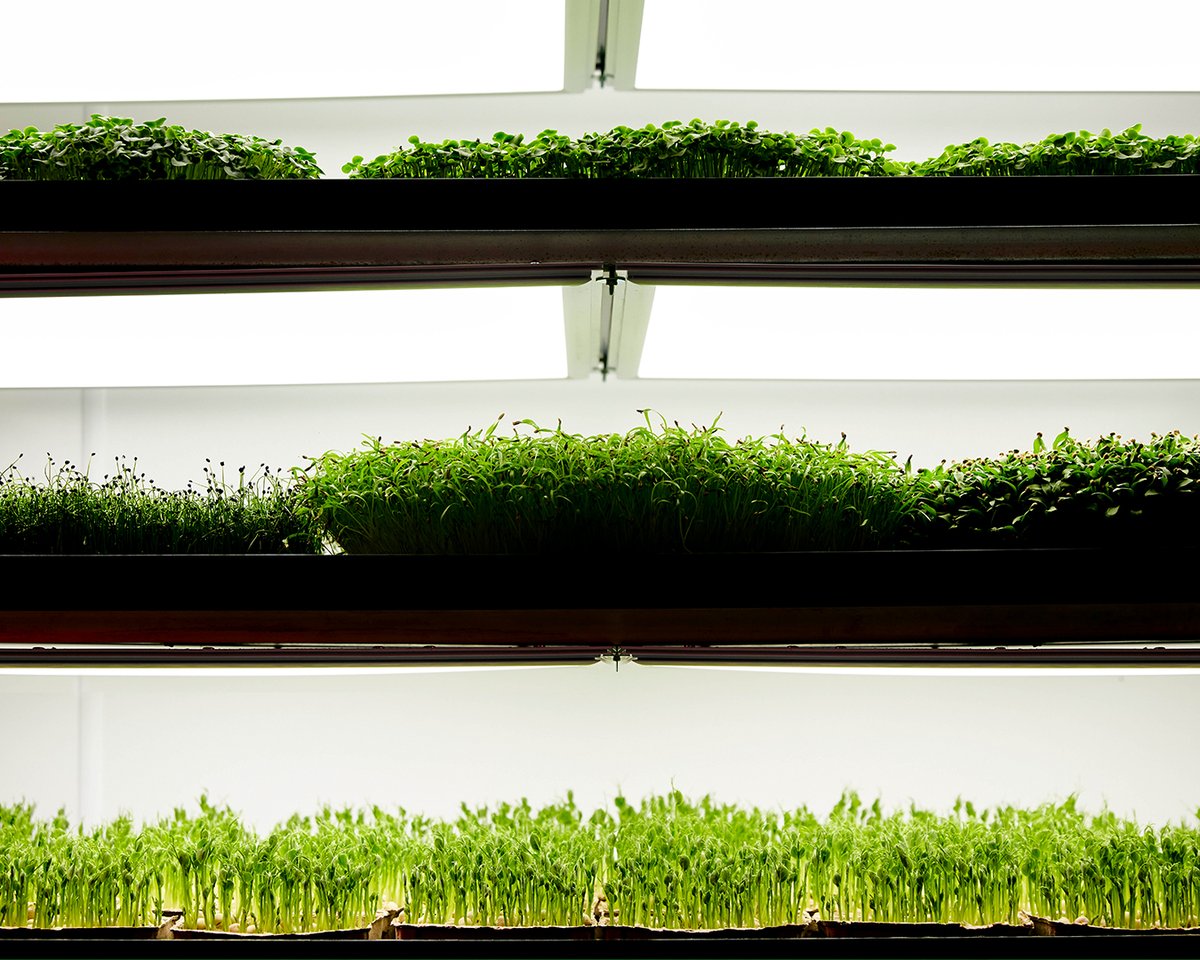 growlite tweet media
