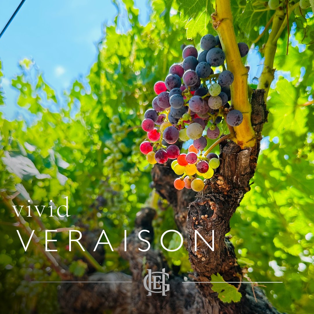 The shifting colors of our Cabernet grapes are the first indicator that harvest season is almost upon us - and we couldn't be more excited for the 2024 vintage! 

What 2024 wine are you most eager to try?