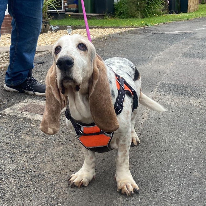 bassetrescuenet's tweet photo. Please welcome Holly who joined the BRNGB family at the weekend.  She's a lovely lady who is just about to celebrate her 13th birthday.

Holly is under assessment so please do not make enquiries regarding adoption as these will not be responded to.

Holly is learning about cats and has been a little unsettled the last few days, which is to be expected.  Everything will happen at Holly's speed and she is showing signs of understanding that she is safe and will be looked after.

We have a little wish list for Holly if you are able to donate, as always anything will remain with Holly through foster to her forever home.  If the list is empty, then her wishes have been granted.

If you would rather donate to her care we have included the link below to do so.

Thank you as always for your support for our hounds.