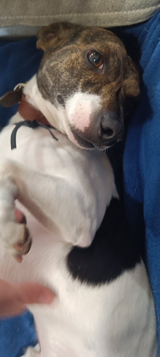 laurapazzinic's tweet photo. Voltei a trabalhar hoje e já tô com sdd dos bebês. 🥺🥺🥺 https://t.co/DONvSUZvYn
