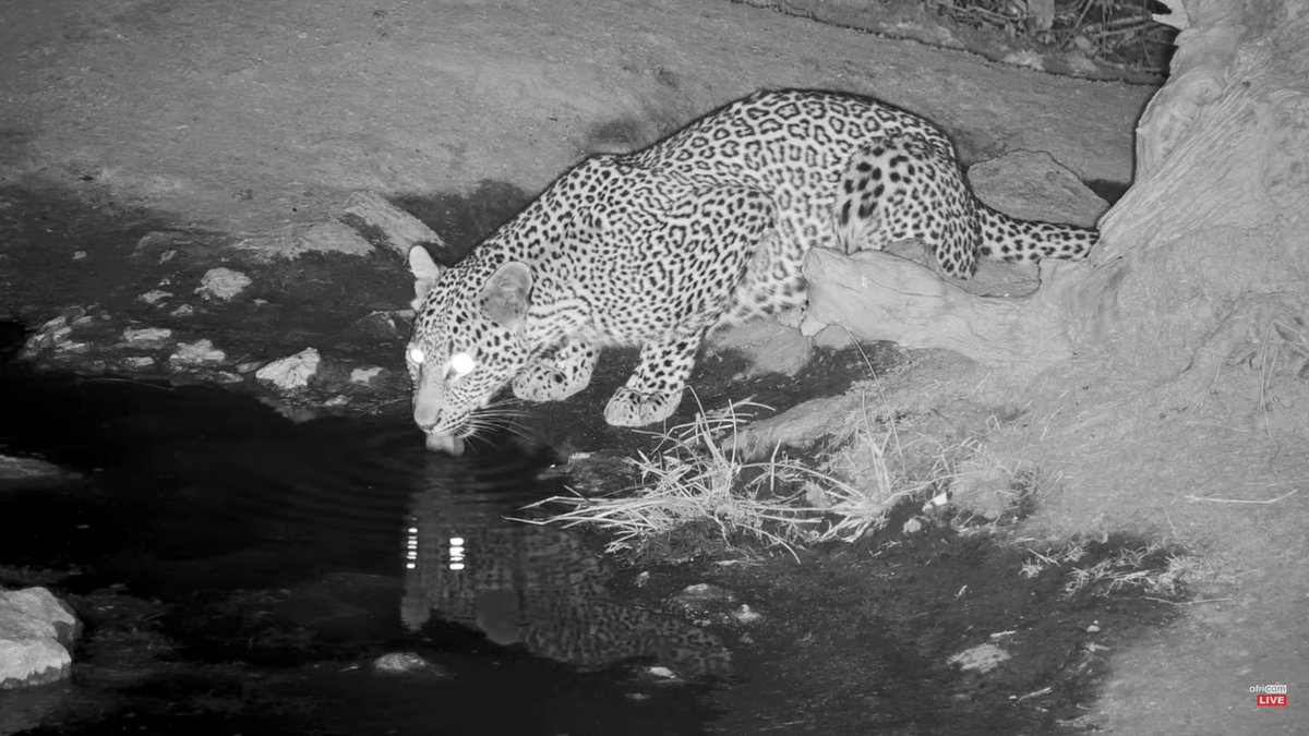 prox4u's tweet photo. #wildearth
lep on rosies pan https://t.co/IqylB3y5Y7