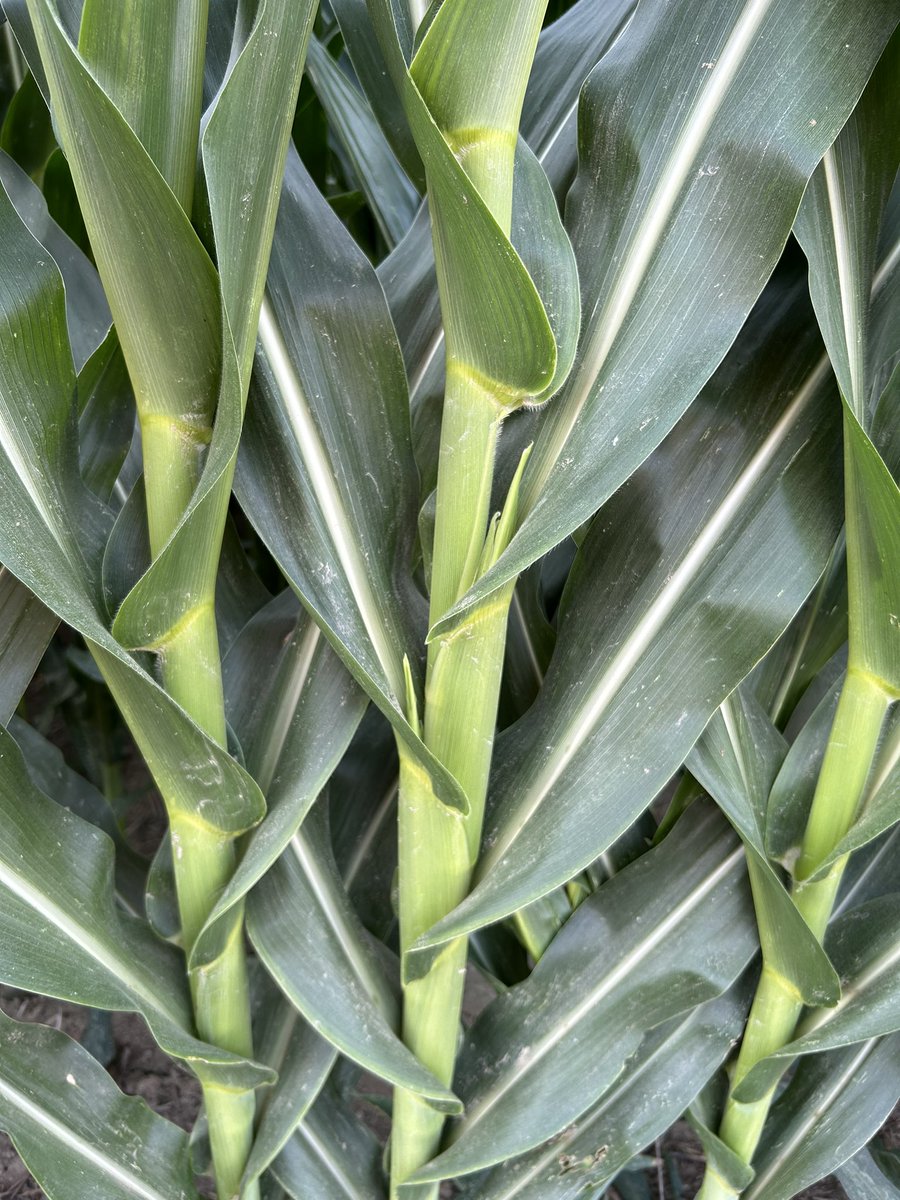 AGROSALVI's tweet image. Així segueix el #PRECEON de @DEKALB_ES a la nostra finca de #RiudellotsdelaSelva #smartcorn #blatdemoro  emea.smartcornsystem.bayer.com @Bayer4Crops