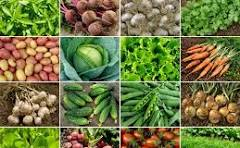 Productores de Carache, Estado Trujillo, me informan que en su municipio, en el segundo semestre de 2023 y el primer semestre de este año, disminuyó la producción de los 5 principales rubros cultivados: tomate -60%, papa -80%, cebolla -65%, zanahoria -50% y pimenton -60%.