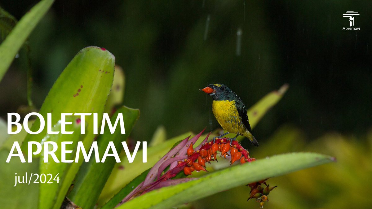 Apremavi tweet media