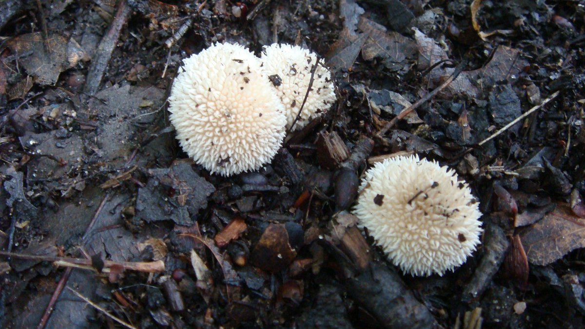 Lycoperdon curtisii - spiny puffball