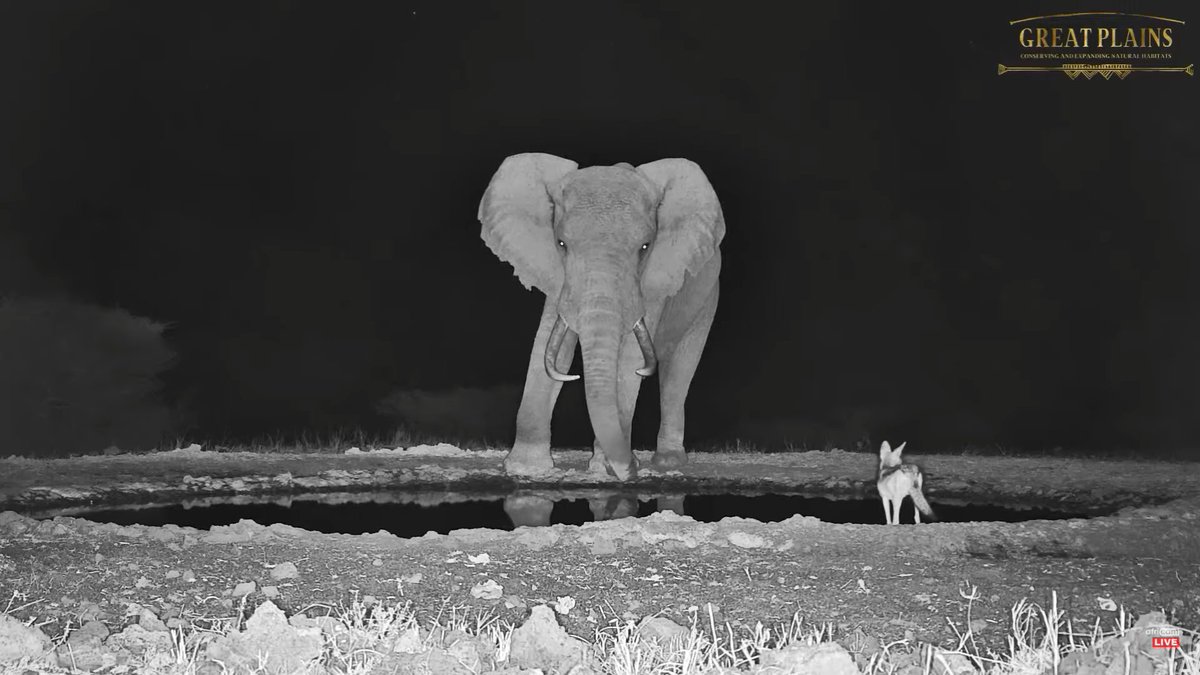 prox4u's tweet photo. #wildearth https://t.co/0VaDVOya8L