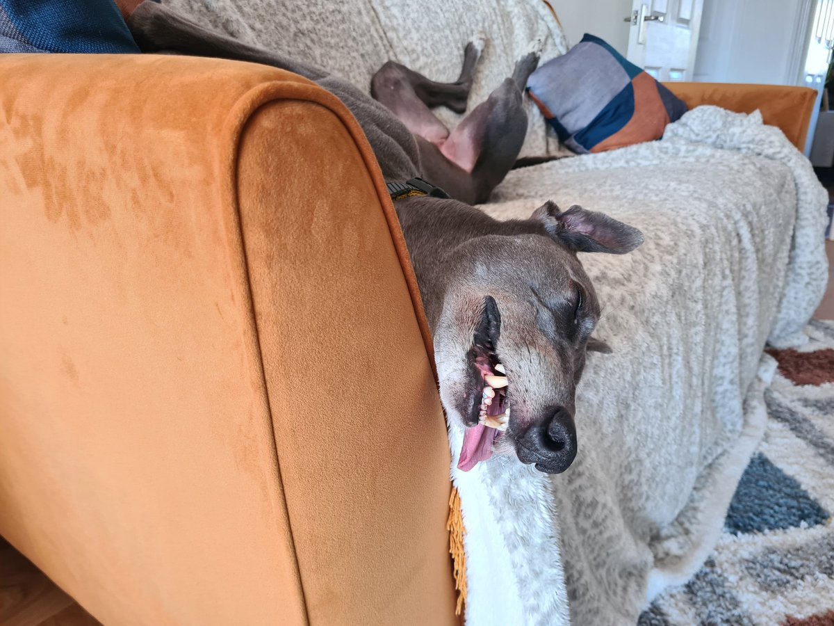 SarahJoHewitt's tweet photo. @taylorglennUK I think he's starting to settle! 😍 https://t.co/fEUxxEis0z