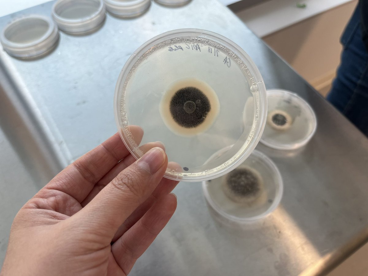 NC State Veggie Pathology (@quesadalabncsu) on Twitter photo <a href="/sarah_m_cochran/">Sarah Cochran-Murray</a> may have come up with a semi selective media for Colletotrichum orbiculare of cucurbits. Her isolates are looking beautiful! 🤩 #Anthracnose <a href="/Cuccap_website/">Cucurbit Coordinated Agricultural Project</a> <a href="/NC_PSI/">N.C. Plant Sciences Initiative</a> <a href="/NCSU_DEPP/">NCSU Entomology & Plant Pathology</a> <a href="/sarah_m_cochran/">Sarah Cochran-Murray</a> may have come up with a semi selective media for Colletotrichum orbiculare of cucurbits. Her isolates are looking beautiful! 🤩 #Anthracnose <a href="/Cuccap_website/">Cucurbit Coordinated Agricultural Project</a> <a href="/NC_PSI/">N.C. Plant Sciences Initiative</a> <a href="/NCSU_DEPP/">NCSU Entomology & Plant Pathology</a>