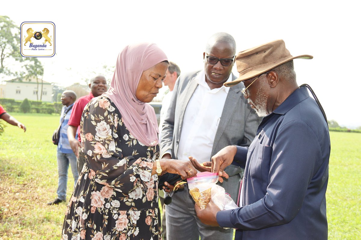 Bulungibwansi's tweet photo. Today, the Minister of Bulungibwansi Oweek. Hajjat Mariam Mayanja Nkalubo has planted the Breadfruit tree, the first of its kind in Kabaka's Palace in Mengo. 

This serves as the first of what is going to be a big project that will see many trees of this kind supplied to many https://t.co/QPEousKOoF
