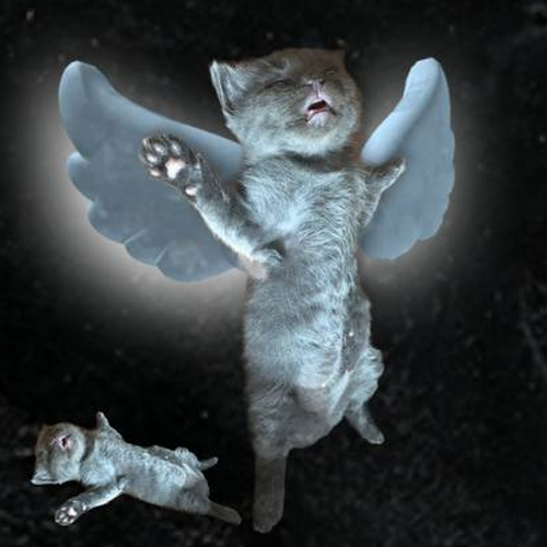 Accept your fate.
TG: t.me/Fateonsolanapo…
CA: GWPpXHaYSE6wz27HLALY4D2JF2GZgUdAv6S59yiepump