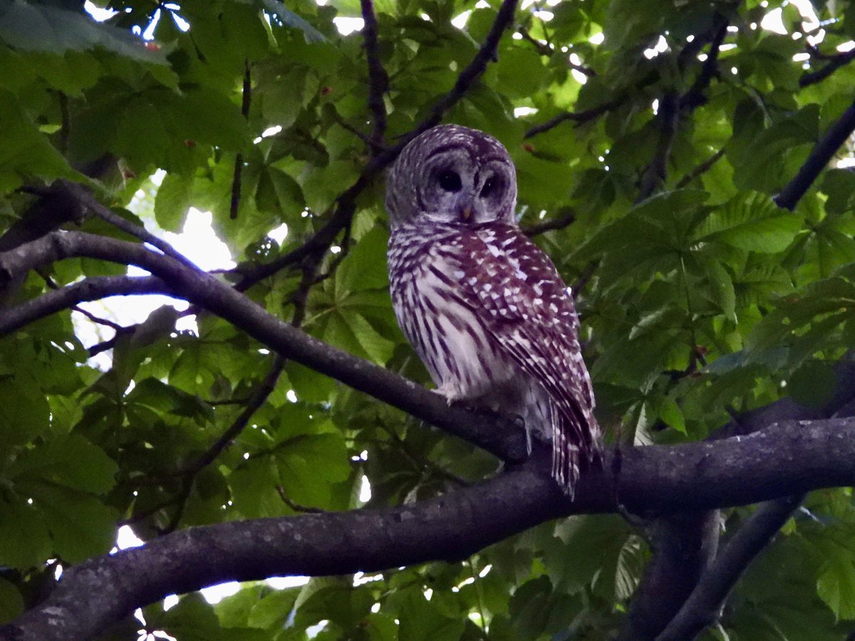 gigpalileo tweet media