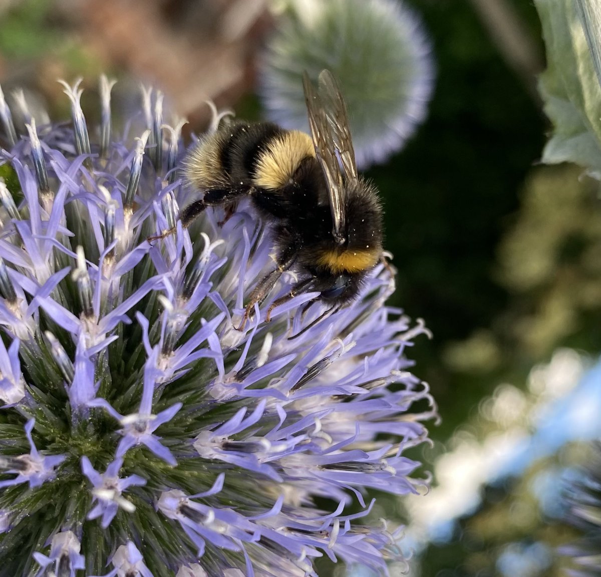 Echinops are well established in the garden now and are pulling in the #bumblebees <a href="/BumblebeeTrust/">Bumblebee Conservation Trust</a>
