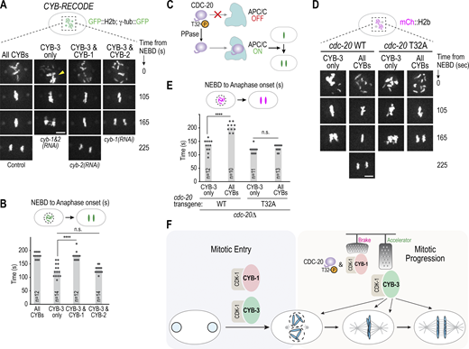 Journal of Cell Biology (@jcellbiol) on Twitter photo Pablo Lara-Gonzalez @xtpablo, Lee Bardwell <a href="/leebardwell/">Lee Bardwell</a>, Arshad Desai <a href="/oegemadesai_lab/">Oegema/Desai Labs</a> et al. show that cyclin B3 drives the fast pace of embryonic mitoses and is a more potent activator of Cdk1 than cyclin B1. hubs.la/Q02Kfzyr0
#CellCycle #Mitosis #Development Pablo Lara-Gonzalez @xtpablo, Lee Bardwell <a href="/leebardwell/">Lee Bardwell</a>, Arshad Desai <a href="/oegemadesai_lab/">Oegema/Desai Labs</a> et al. show that cyclin B3 drives the fast pace of embryonic mitoses and is a more potent activator of Cdk1 than cyclin B1. hubs.la/Q02Kfzyr0
#CellCycle #Mitosis #Development