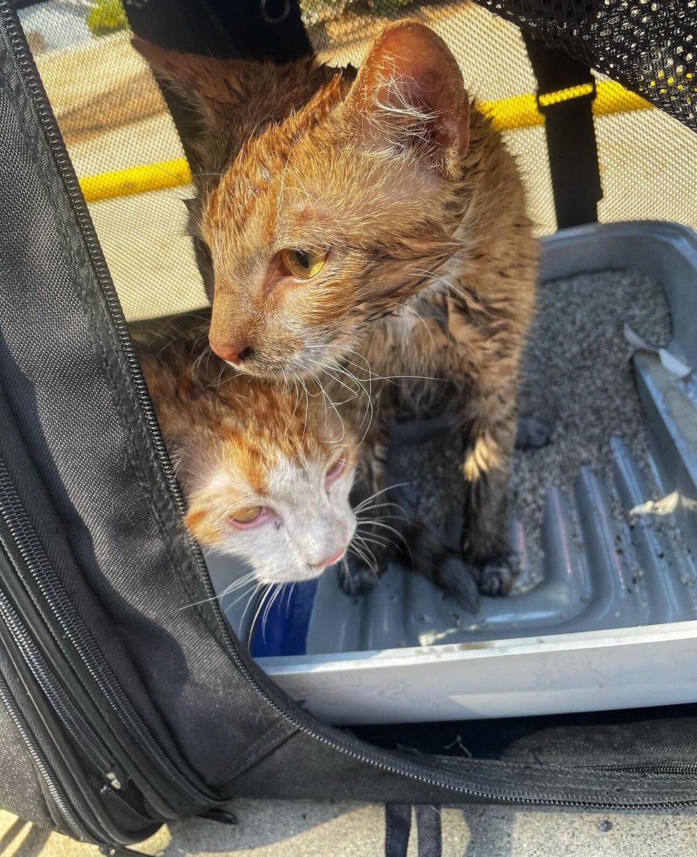 🤍🐱#BREAKING: Two Cats Rescued From Fire Firefighters administered ...