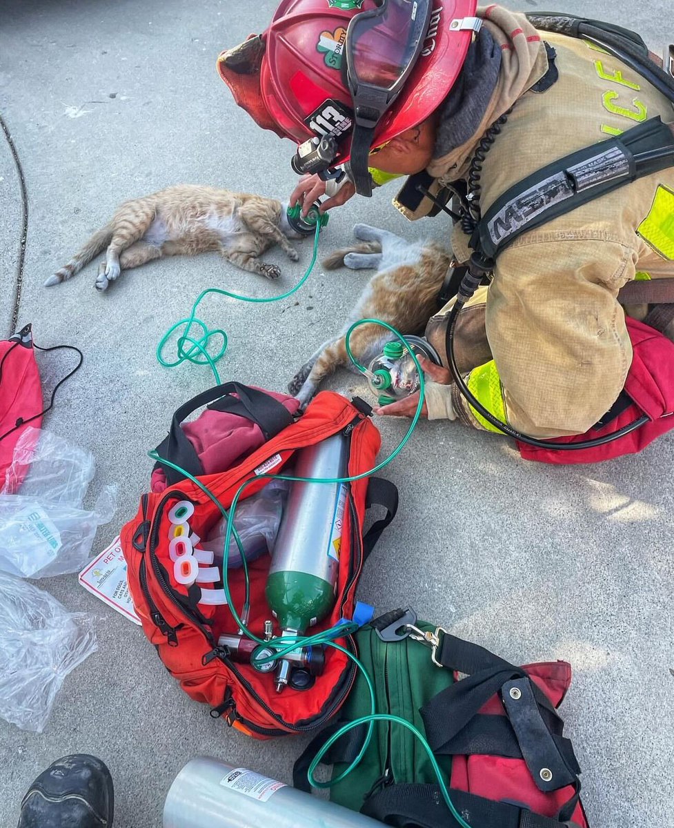 🤍🐱#BREAKING: Two Cats Rescued From Fire Firefighters administered ...