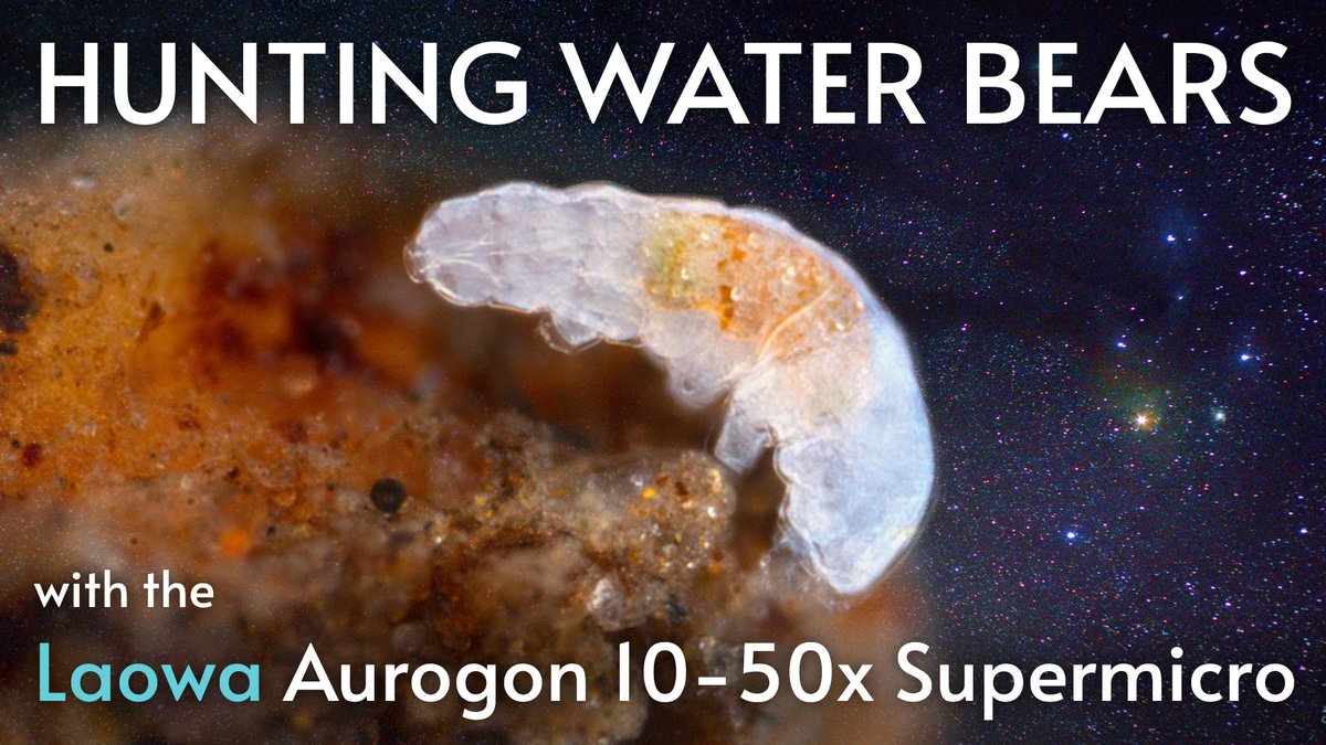 🥳FINALLY finished a video review of the <a href="/laowa_lens/">Laowa - Venus Optics</a> Aurogon 10-50x Supermicro! Check it out for extreme focus stacking and WATER BEARS!🌟

youtube.com/watch?v=TkvBEp…