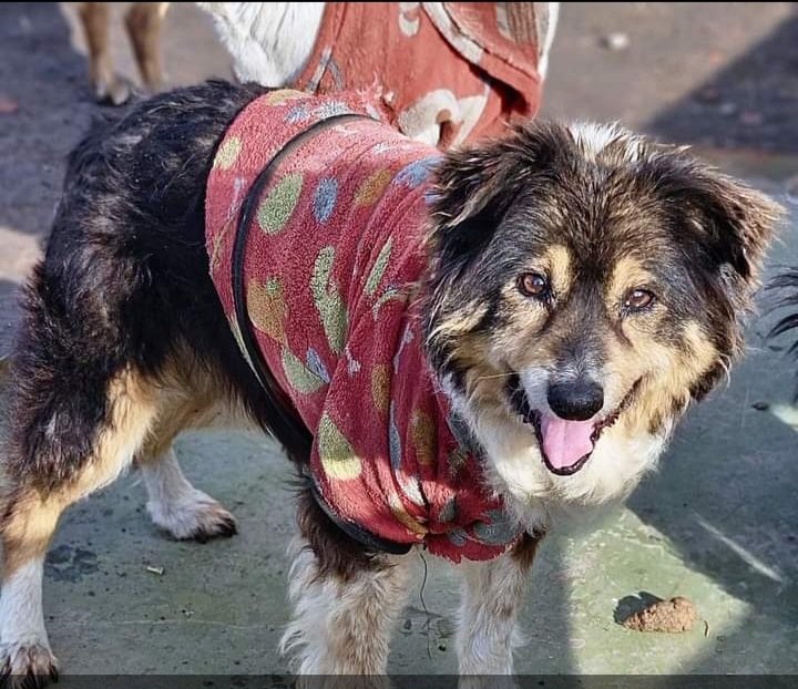 ComoNoAdorarlos's tweet photo. Soy JUANITA💖 tengo 12 años y sigo esperando ese ser noble que me quiera dar una familia, vivo en Refugio Rotitos de Alma LLAMÁ 🙏📱011-1536001550 Pcia Bs As
Me das una patita sino con RT? https://t.co/6xYJ5gpjAS