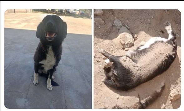 bahadir_ozgr's tweet image. Üç bacaklı bu cana bir avuç gönüllü sevgiyle, merhametle bakıyordu. Bir kaç gün önce besledikleri köpeğin bedenini dün, belediyenin 'resmi çukurunda' buldular.
Niğde Belediyesi kamuoyuna doğruları söylemiyor.