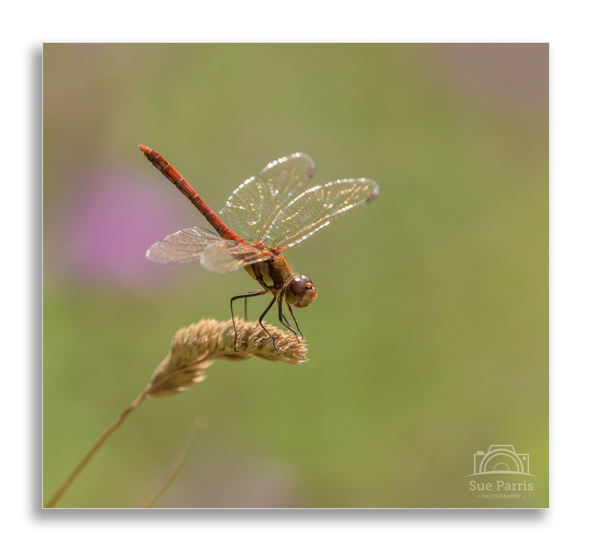 SueParris10's tweet photo. Common Darter at Nosterfield NR, N Yorkshire @NosterfieldLNR 05/08/2024 @YWT_North @BDSdragonflies @Buzz_dont_tweet @WildlifeMag @itvweather @HelloYorkshire @Britnatureguide @RSPBAction #BBCWildlifePOTD #CommonDarter #NaturePhotography #wildlifephotography https://t.co/Y7T5XArA45