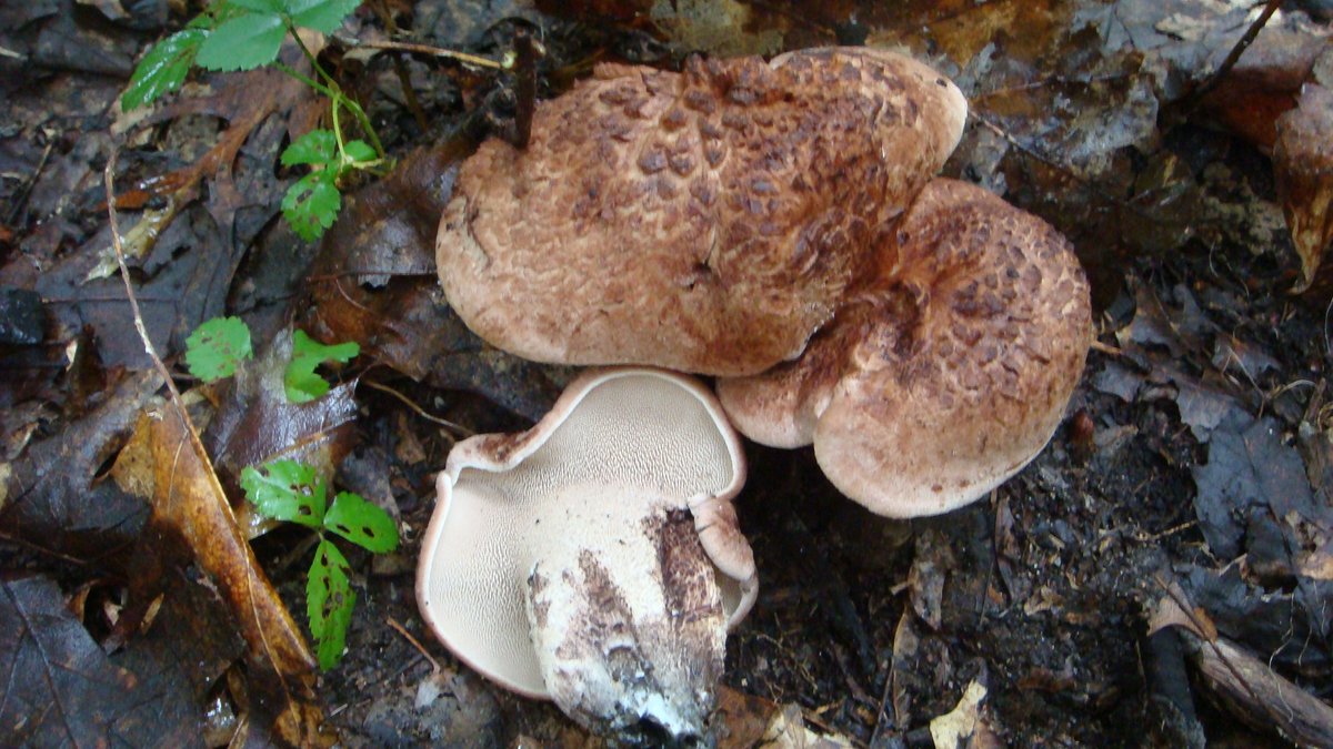 Sarcodon scabrosus - seen today in South Hadley, MA