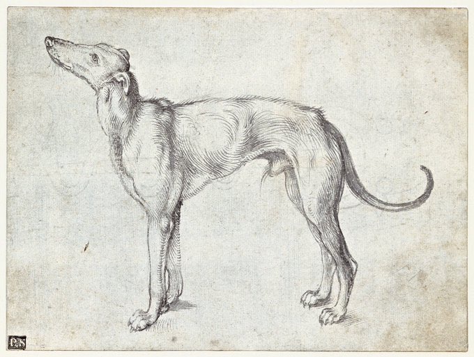 A greyhound, c. 1500-01   

Albrecht Dürer  

(Royal Collection Trust, HM CIII)