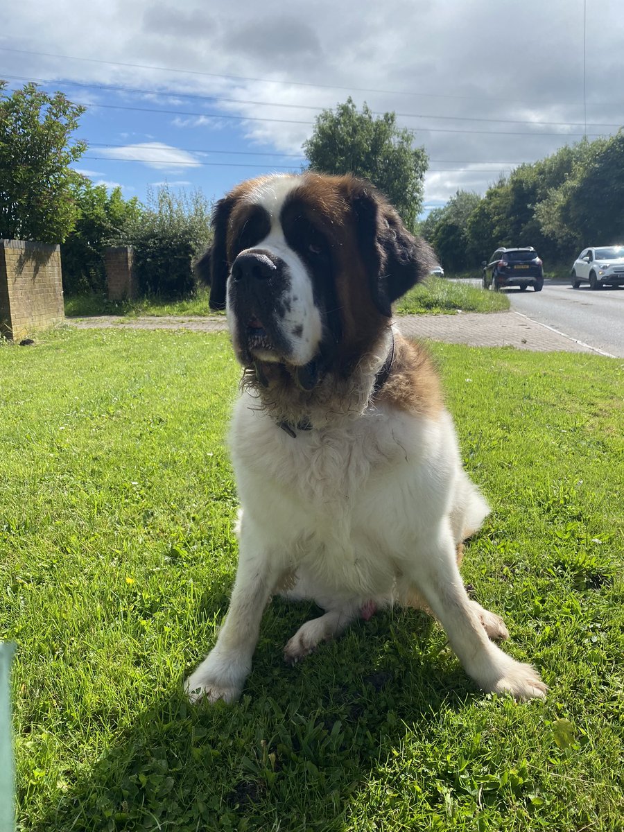 PictureCooper's tweet photo. Walked for a couple of minutes and already needs a break. Whilst my picture, like the walk, is still in progress. https://t.co/rsxozIrVaq