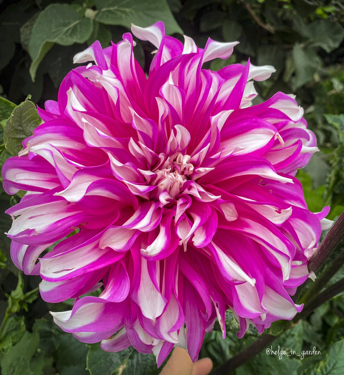 Dahlia «Radegast» in our August garden.😄
#Flowers #nature #NaturePhotography #gardening #gardens #Norway  #dahlia #GardeningX  #NaturePhoto