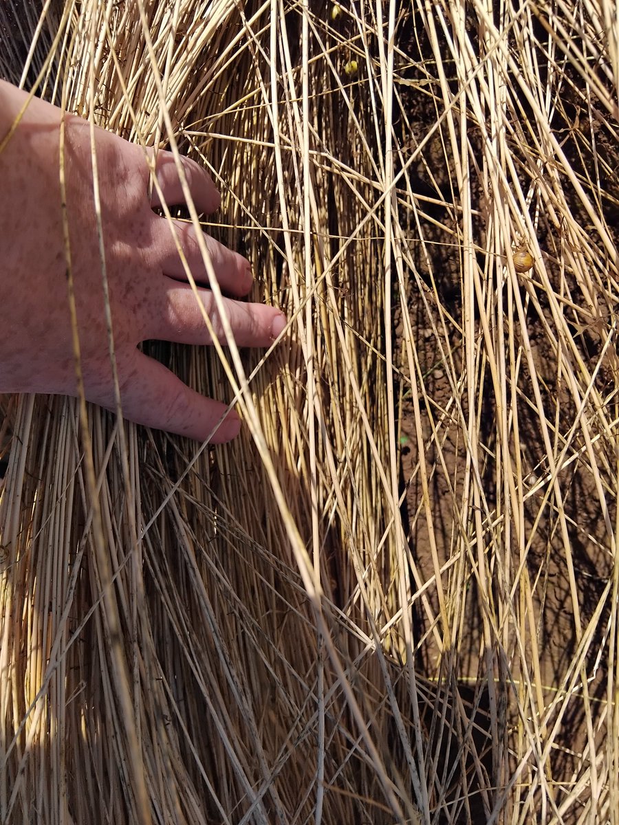 Ça avance 😍, ça sera sans doute la meilleure culture de l'année si on le rentre dans de bonnes conditions