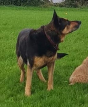 millypod1's tweet photo. BESS IS HOME SAFE. SPEEDY RECOVERY WISHES SENT. THANKS FOR RT's πππΎ
π30 JUL 2024 #Lost BESS #ScanMe #Tagged
German Shepherd Dog Female ELDERLY.
BESS IS DEAF. 14 YEARS OLD
Home Farm nr Matthew Moss School #Marland #Rochdale #Lancashire #OL11 https://t.co/c8ZWQJXNob https://t.co/GzWW7HtbEb