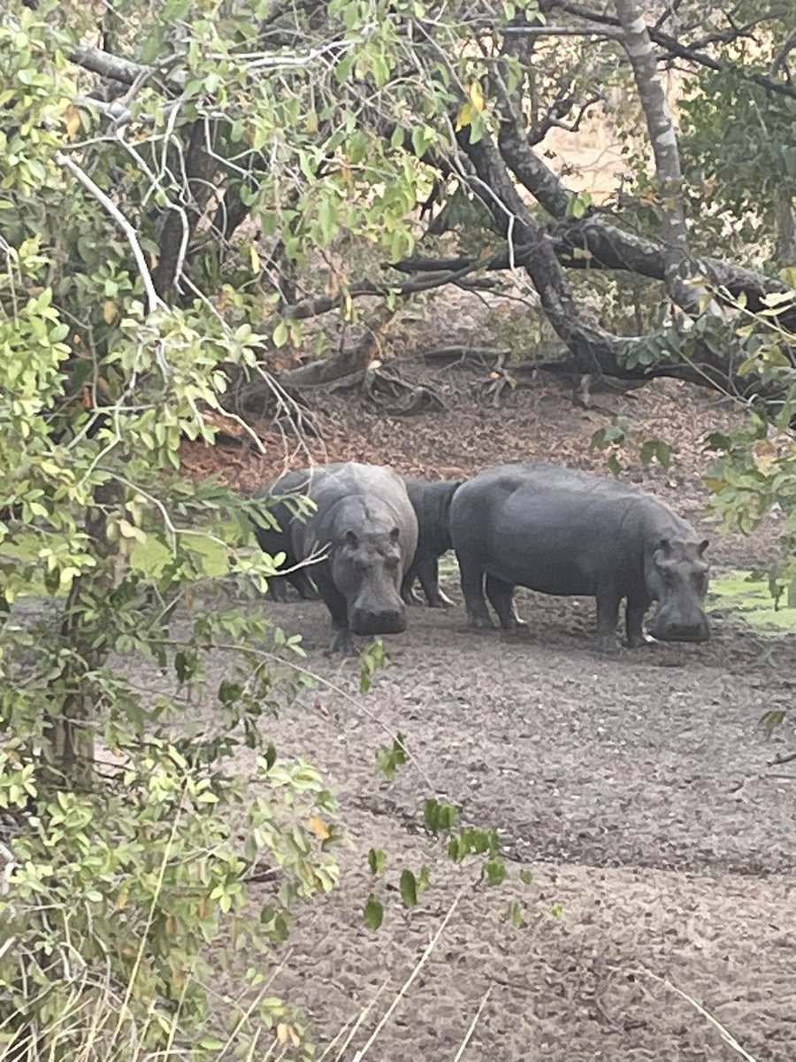 MichelePeron3's tweet photo. Recording the sounds of Zambia in the Kafue national park https://t.co/KuoRAtKlsl
