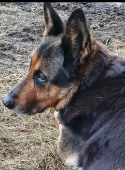 millypod1's tweet photo. BESS IS HOME SAFE. SPEEDY RECOVERY WISHES SENT. THANKS FOR RT's πππΎ
π30 JUL 2024 #Lost BESS #ScanMe #Tagged
German Shepherd Dog Female ELDERLY.
BESS IS DEAF. 14 YEARS OLD
Home Farm nr Matthew Moss School #Marland #Rochdale #Lancashire #OL11 https://t.co/c8ZWQJXNob https://t.co/GzWW7HtbEb
