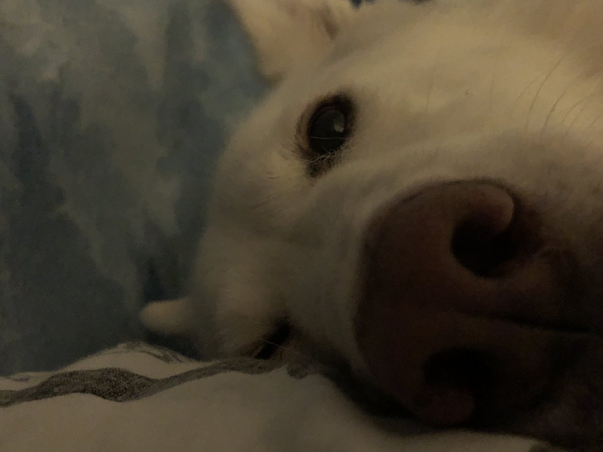 pigdeons's tweet photo. sniffs you like this https://t.co/WkBAxe0JlK