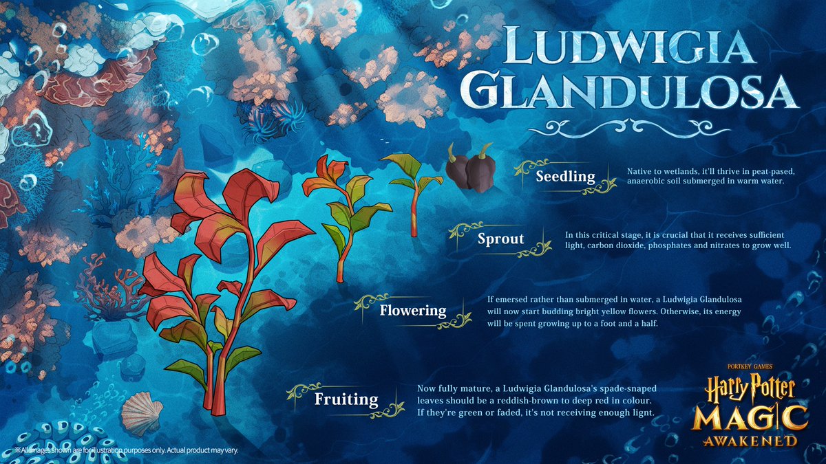 A non-magical, aquatic plant native to wetlands, Ludwigia Glandulosa is frequently used in aquariums, with the colour of its leaves indicating the amount of light it has received.  Come and grow your own magical plants! #HarryPotter #MagicAwakened