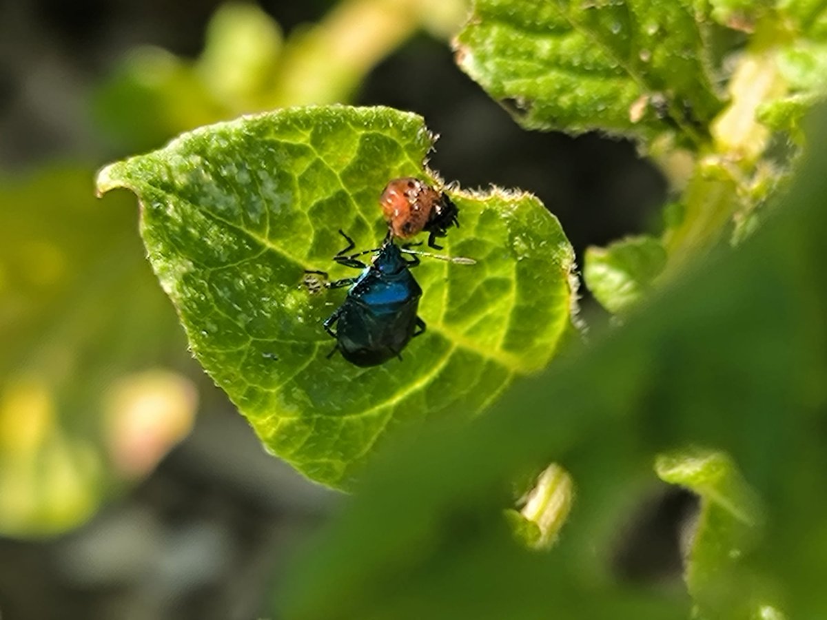 parcoantola's tweet photo. 🌱 Combattere la Dorifora nelle coltivazioni di patate può essere una sfida. Per proteggere api e impollinatori, il metodo meccanico è il migliore. Ma ci sono 2 alleati: la coccinella e il Zicrona coerulea, si nutrono delle larve di Dorifora. Una piacevole sorpresa dalla natura! https://t.co/vzJv7i3HWM