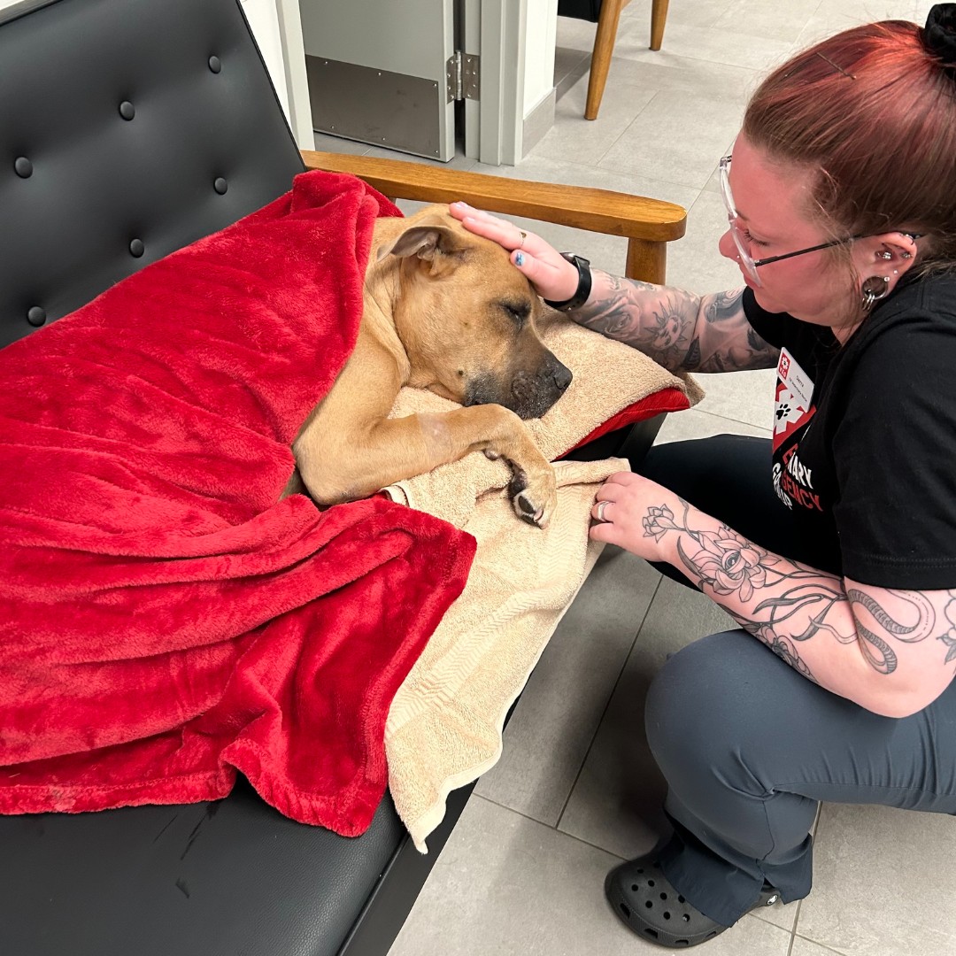 VEGERforpets's tweet image. Paxil deserved a cozy spot on the couch after we removed a corn cob that he tried to swallow whole.  We made him comfortable with pillows and blankets. We 🫶 you, Paxil! 

🌽❌ What to do when your dog eats a corncob:  ow.ly/HWB850SKvI3 #barkblog #petsafety #pethospital