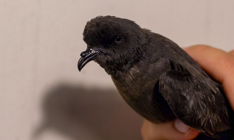 Last  night we managed to catch our first European Storm-petrel (Stormsvale)  of the year! It was well worth the wait. This is our ninth Petrel caught at the station, with 8 European Storm-Petrels and 1 Leach's Storm Petrel (Stor Stormsvale) being caught between 2021 and today.