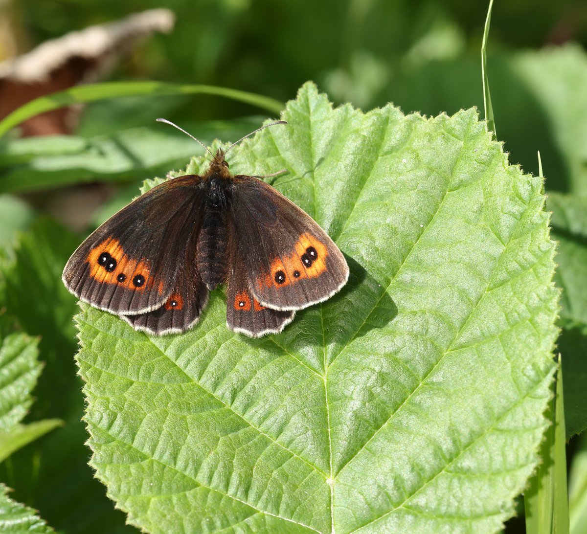 Scotch Argus seen at Smardale Gill NNR, Smardale on 6 Aug 2024.